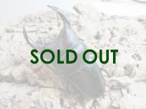 国産大型オオクワガタ・能勢YG血統　♂83㎜♀50㎜ペア　　　　