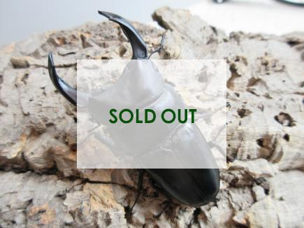 国産大型オオクワガタ・能勢YG血統　♂83㎜♀50㎜ペア　　　　