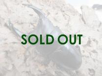 国産大型オオクワガタ 能勢YG血統 88㎜(同複89.0㎜・88.6㎜・88.5㎜) オス単品  　