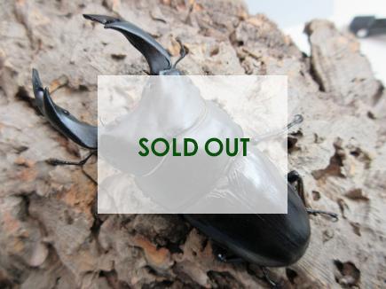 国産大型オオクワガタ 能勢YG血統 88㎜(同複89.0㎜・88.6㎜・88.5㎜) オス単品  　