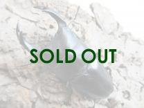 国産大型オオクワガタ 能勢YG血統 87㎜(同複93.2㎜B) オス単品  　