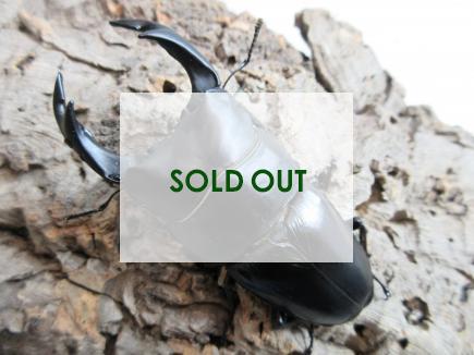 国産大型オオクワガタ 能勢YG血統 87㎜(同複93.2㎜B) オス単品  　