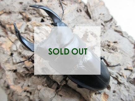 国産大型オオクワガタ 能勢YG血統 87㎜(同複90.5㎜・89.5㎜) オス単品  　