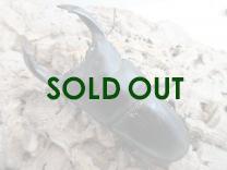 国産大型オオクワガタ 能勢SR血統 88㎜(同複90.0㎜・88.3㎜) オス単品  　