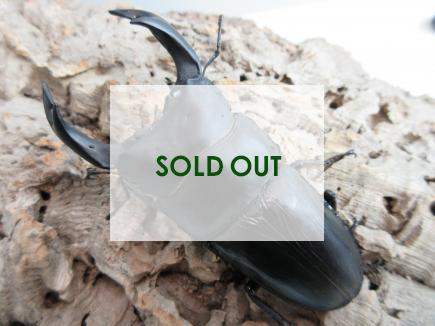 国産大型オオクワガタ 能勢SR血統 88㎜(同複90.0㎜・88.3㎜) オス単品  　