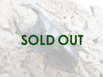 国産大型オオクワガタ 能勢SR血統 88㎜ オス単品  　