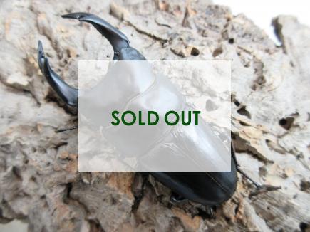 国産大型オオクワガタ 能勢SR血統 88㎜ オス単品  　