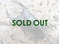 国産大型オオクワガタ 能勢SR血統 85㎜ オス単品  　