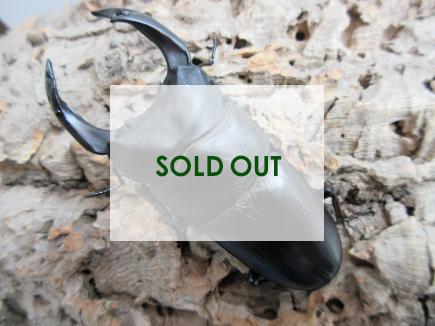 国産大型オオクワガタ 能勢SR血統 85㎜ オス単品  　