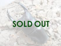 国産大型オオクワガタ 能勢SR血統 86㎜ オス単品  　