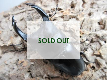 国産大型オオクワガタ 能勢SR血統 86㎜ オス単品  　