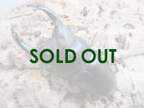 国産大型オオクワガタ 能勢YG血統 86㎜ オス単品