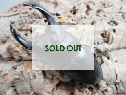 国産大型オオクワガタ 能勢YG血統 86㎜ オス単品  　