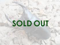 国産大型オオクワガタ 能勢YG血統 86㎜ オス単品