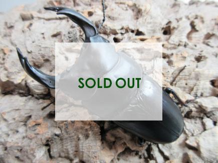 国産大型オオクワガタ 能勢YG血統 86㎜ オス単品  　