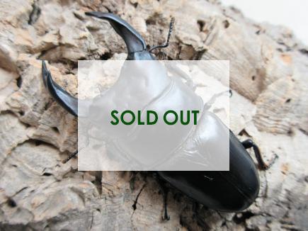 国産大型オオクワガタ・能勢SR血統 ♂84㎜♀53㎜ペア　　