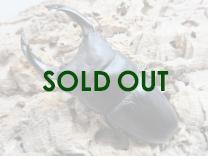 国産大型オオクワガタ・能勢SR血統 ♂84㎜♀53㎜ペア