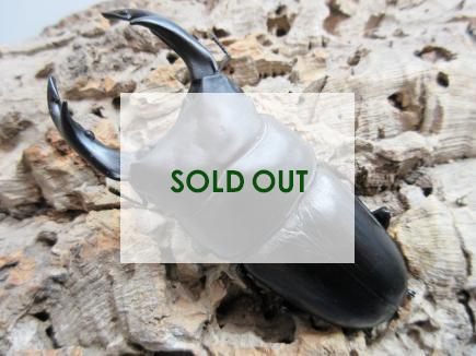 国産大型オオクワガタ・能勢SR血統　♂84㎜♀53㎜ペア　　　　