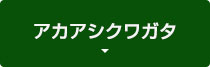 アカアシクワガタ