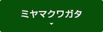 ミヤマクワガタ