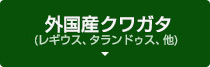 外国産クワガタ