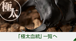 極太血統
