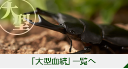 大型血統 | クワガタ・オオクワガタ販売専門店【くわがた家】